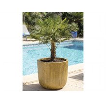 Palmier de cânepă în ghiveci lângă o piscină