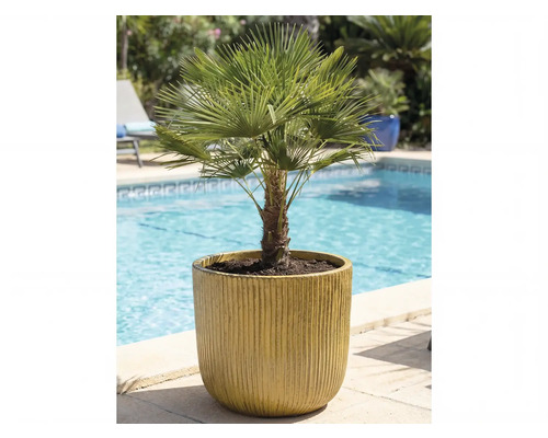 Palmier de cânepă în ghiveci lângă o piscină