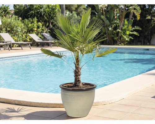 Palmier de cânepă într-un ghiveci lângă piscină