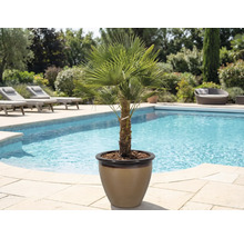 Palmier de cânepă în ghiveci lângă o piscină