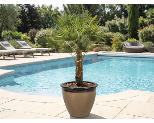 Palmier de cânepă în ghiveci lângă o piscină