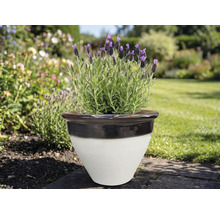 Lavandă într-un ghiveci ceramic în grădină.