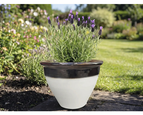 Lavandă într-un ghiveci ceramic în grădină.