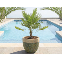 Palmier chinezesc de cânepă în ghiveci în fața unei piscine