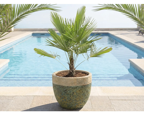 Palmier chinezesc de cânepă în ghiveci în fața unei piscine