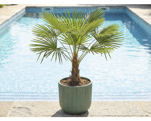 Palmier de cânepă în ghiveci lângă piscină
