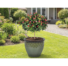 Trandafir tulpina în ghiveci de flori pe gazon