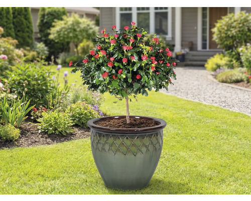 Trandafir tulpina în ghiveci de flori pe gazon