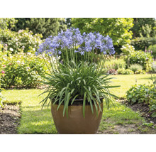 Agapanthus într-un ghiveci în grădină