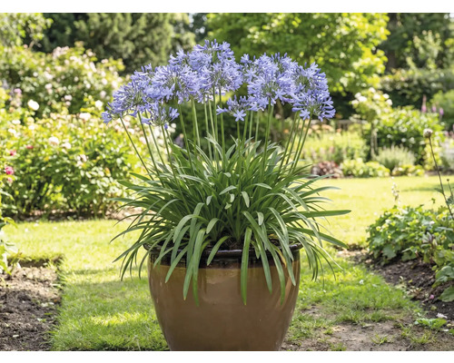 Agapanthus într-un ghiveci în grădină
