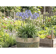 Agapanthus înfloritor în ghiveci în grădină