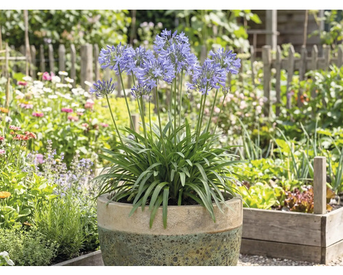 Agapanthus înfloritor în ghiveci în grădină