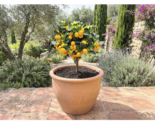 Mandarin în ghiveci pentru exterior