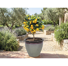 Mandarin în ghiveci în grădină