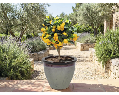 Mandarin în ghiveci în grădină