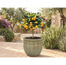 Arbore de kumquat în ghiveci în grădină