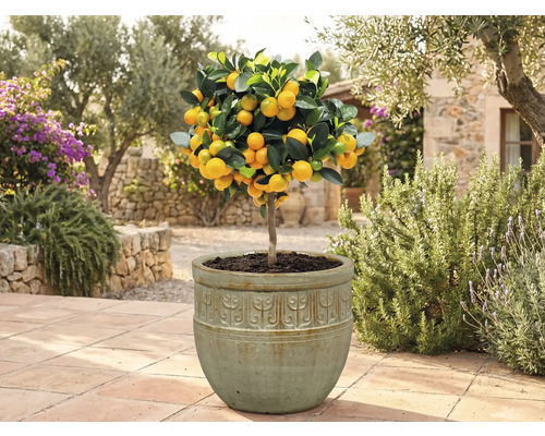 Arbore de kumquat în ghiveci în grădină