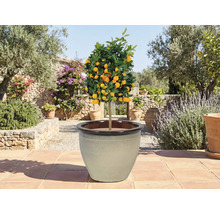 Citrus în ghiveci pe o terasă