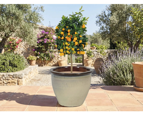 Citrus în ghiveci pe o terasă