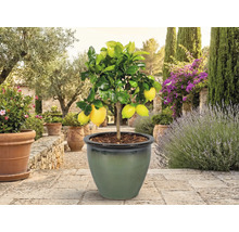 Lămâi cu fructe în ghiveci în grădină