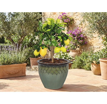 Lămâi în ghiveci pe o terasă