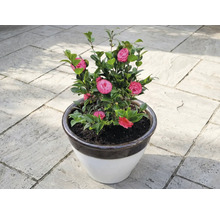 Camelie în ghiveci cu flori roz