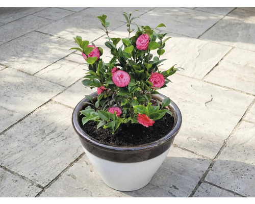 Camelie în ghiveci cu flori roz