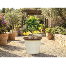 Lămâi în ghiveci afară