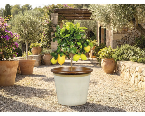 Lămâi în ghiveci afară