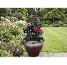 Camelie cu flori roșii în ghiveci