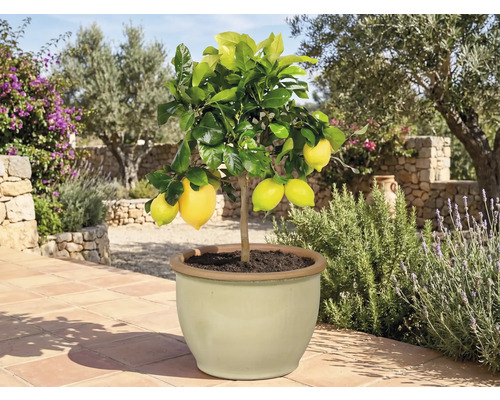 Lămâi în ghiveci cu fructe coapte pentru grădină sau terasă