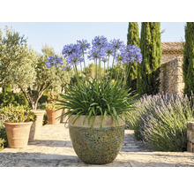 Crin african înflorit într-un ghiveci în grădină.