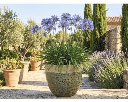 Crin african înflorit într-un ghiveci în grădină.