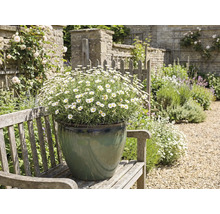 Peisaj de grădină cu margarete în ghiveci pe o bancă