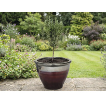 Plantă de rozmarin într-un ghiveci în grădină.