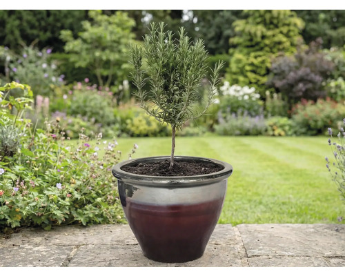 Plantă de rozmarin într-un ghiveci în grădină.