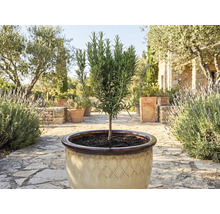 Plantă de rozmarin în ghiveci pentru grădină sau terasă