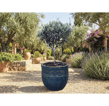 Măslin în ghiveci în grădină.