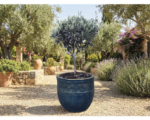 Măslin în ghiveci în grădină.