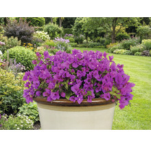 Bougainvillea mov într-un ghiveci în grădină