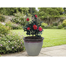 Camelie într-un ghiveci de flori în grădină