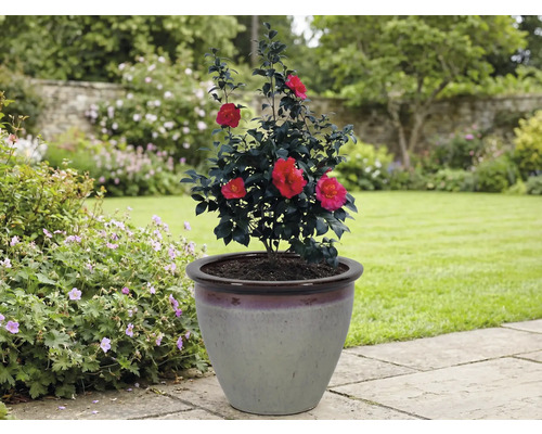 Camelie într-un ghiveci de flori în grădină