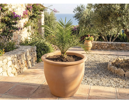 Curmal într-un ghiveci de teracotă pentru grădină