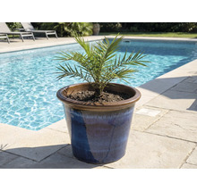 Curmal într-un ghiveci ceramic albastru lângă piscină