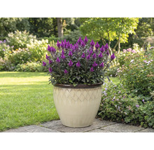 Floare de celozie purpuriu-violet într-un ghiveci în grădină.