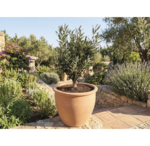 Măslin în ghiveci de teracotă în grădină