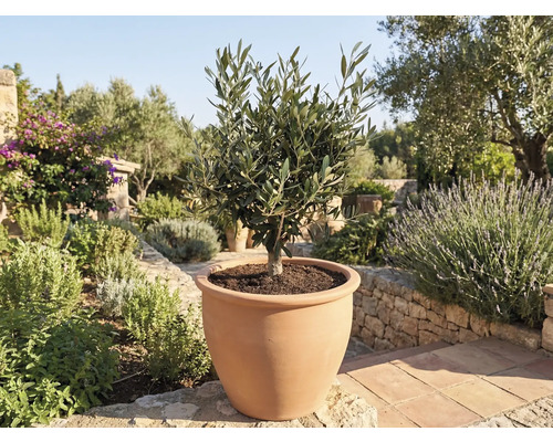 Măslin în ghiveci de teracotă în grădină