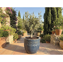 Măslin într-un ghiveci în grădină