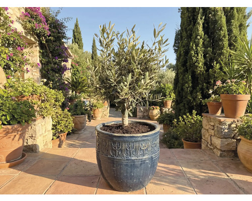 Măslin într-un ghiveci în grădină