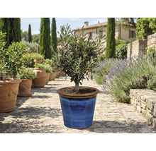 Măslin în ghiveci ceramic albastru în grădină